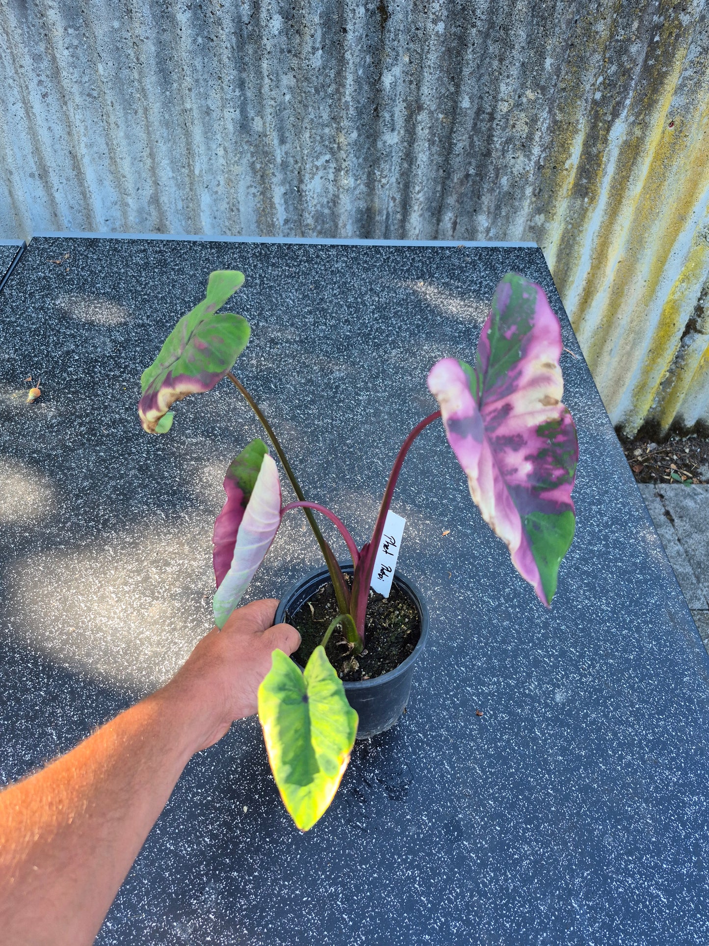 Colocasia Phet Phet Thai