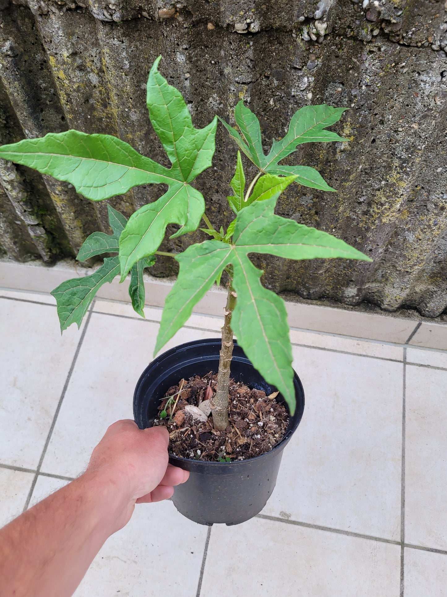 Bergpapaya Carica pentagona