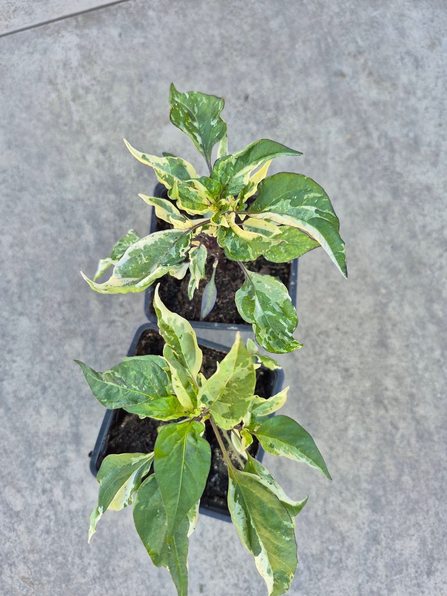 Chilli Variegata Trifetti