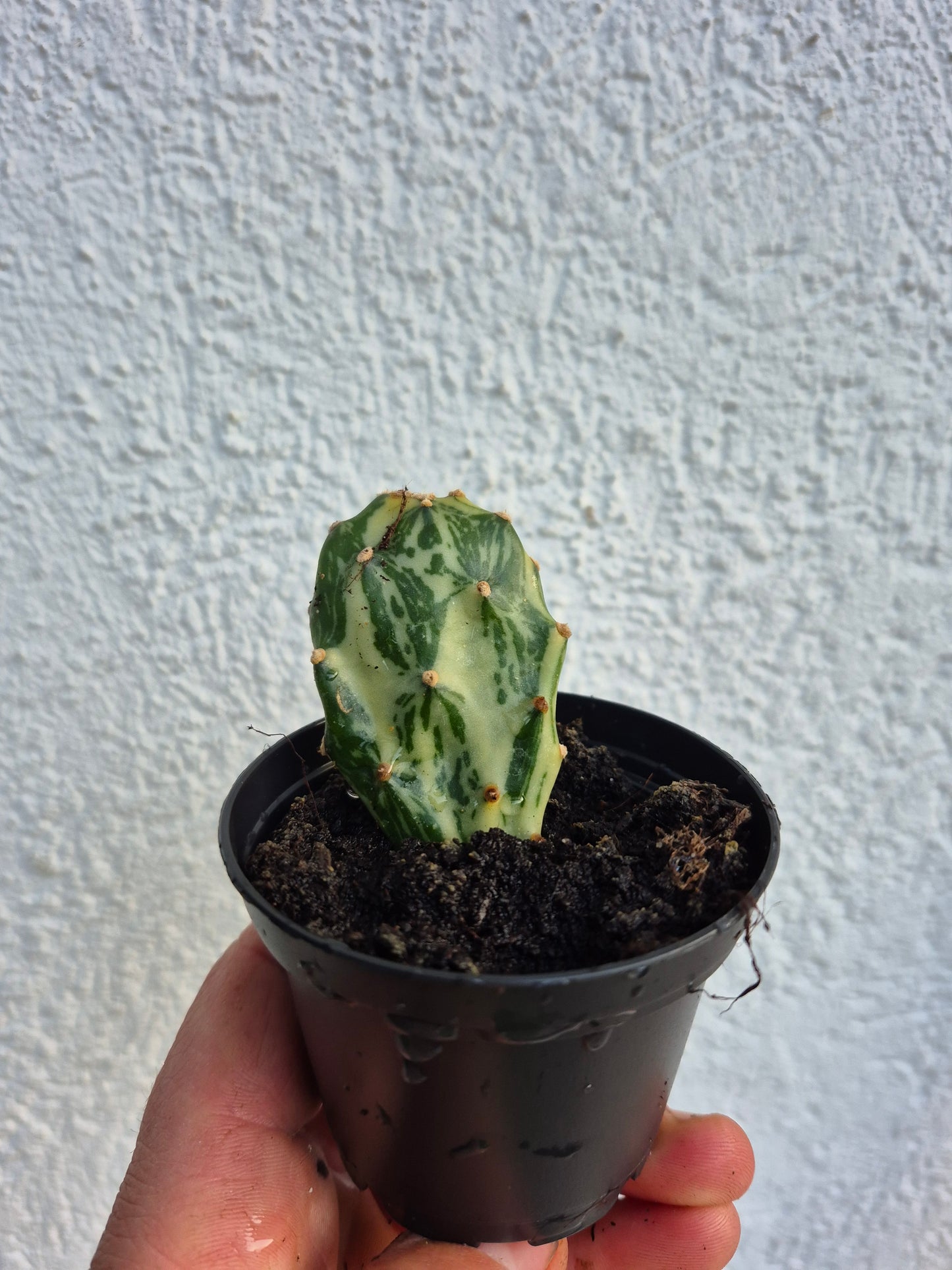 Opuntia Jamaicensis Variegata