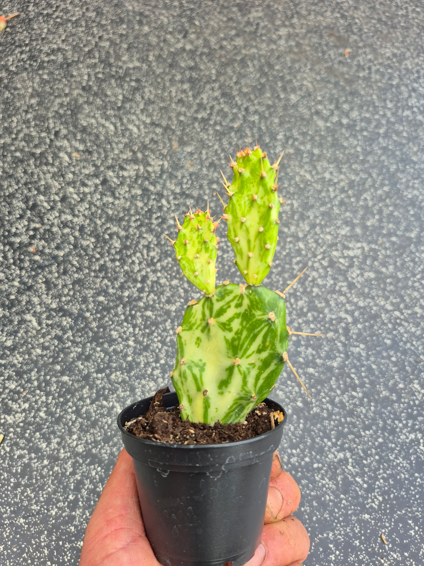 Opuntia Jamaicensis Variegata