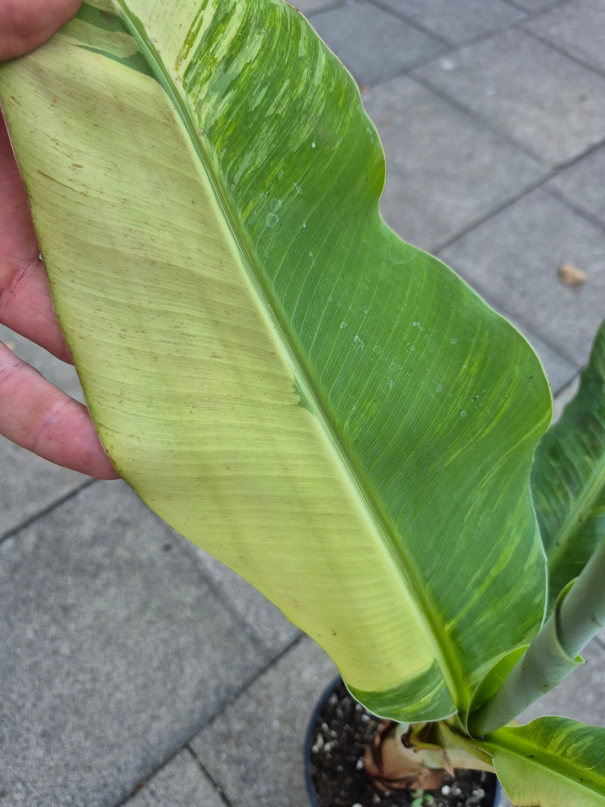 Musa Cavendish Variegata