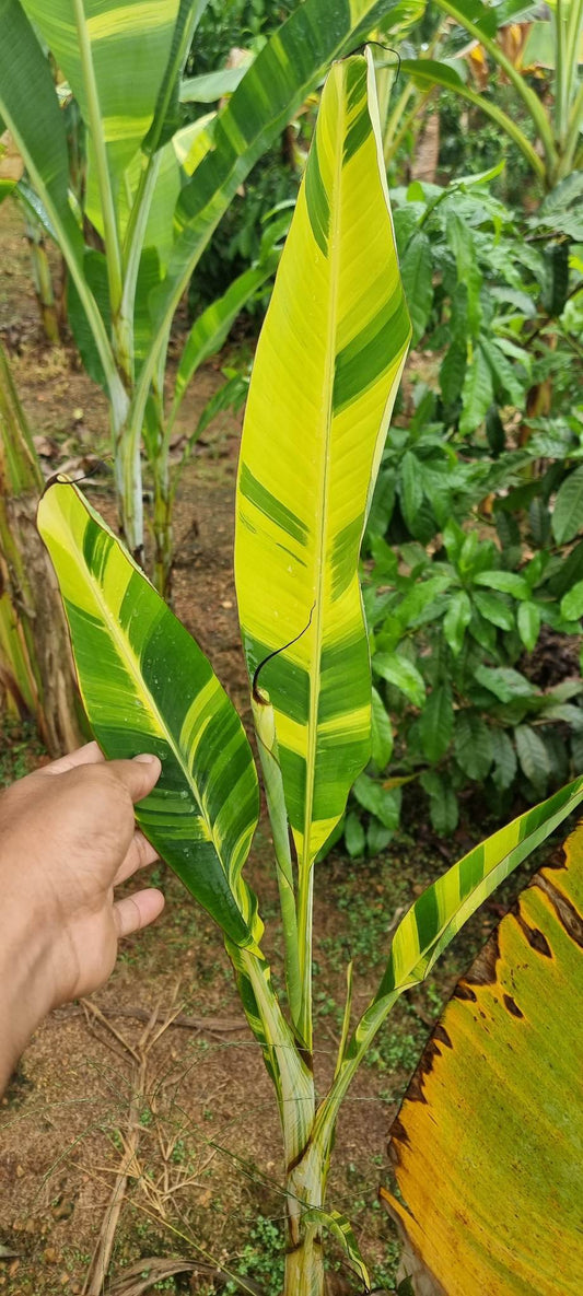 Musa acuminata Papua Yellow Variegata 10 Samen