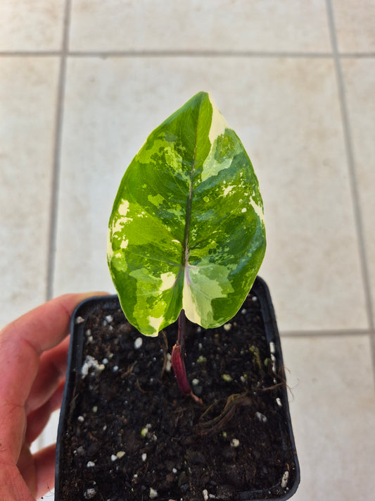 Alocasia Macrorrhizos Black Stem variegata