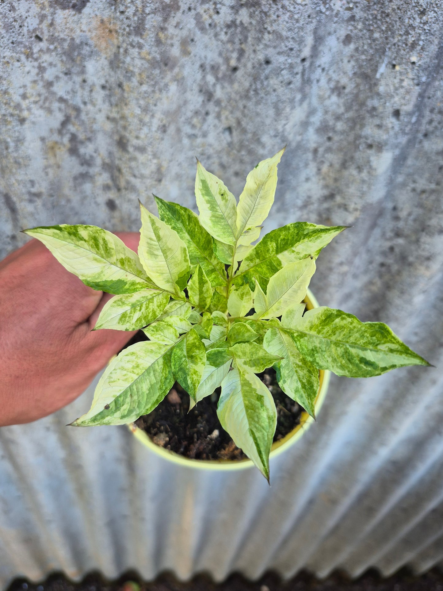 Amorphophallus konjac Variegata