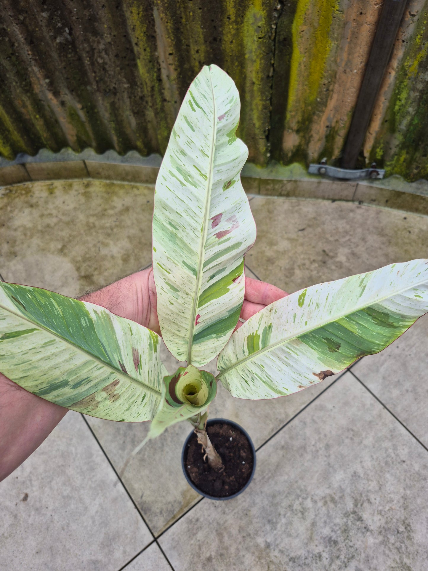Musa acuminata  Mint tricolor variegata