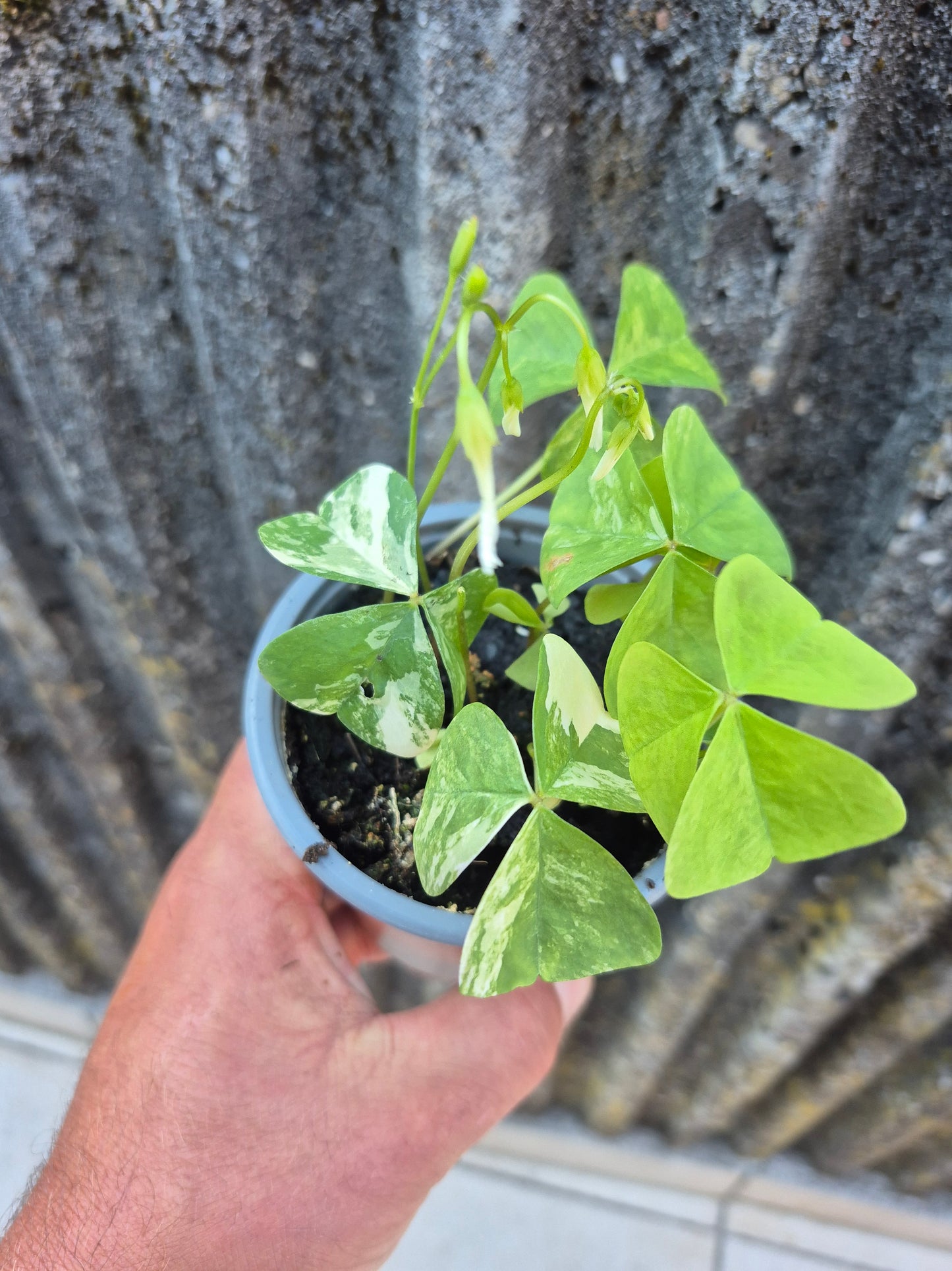 Oxalis triangularis Variegata weiß