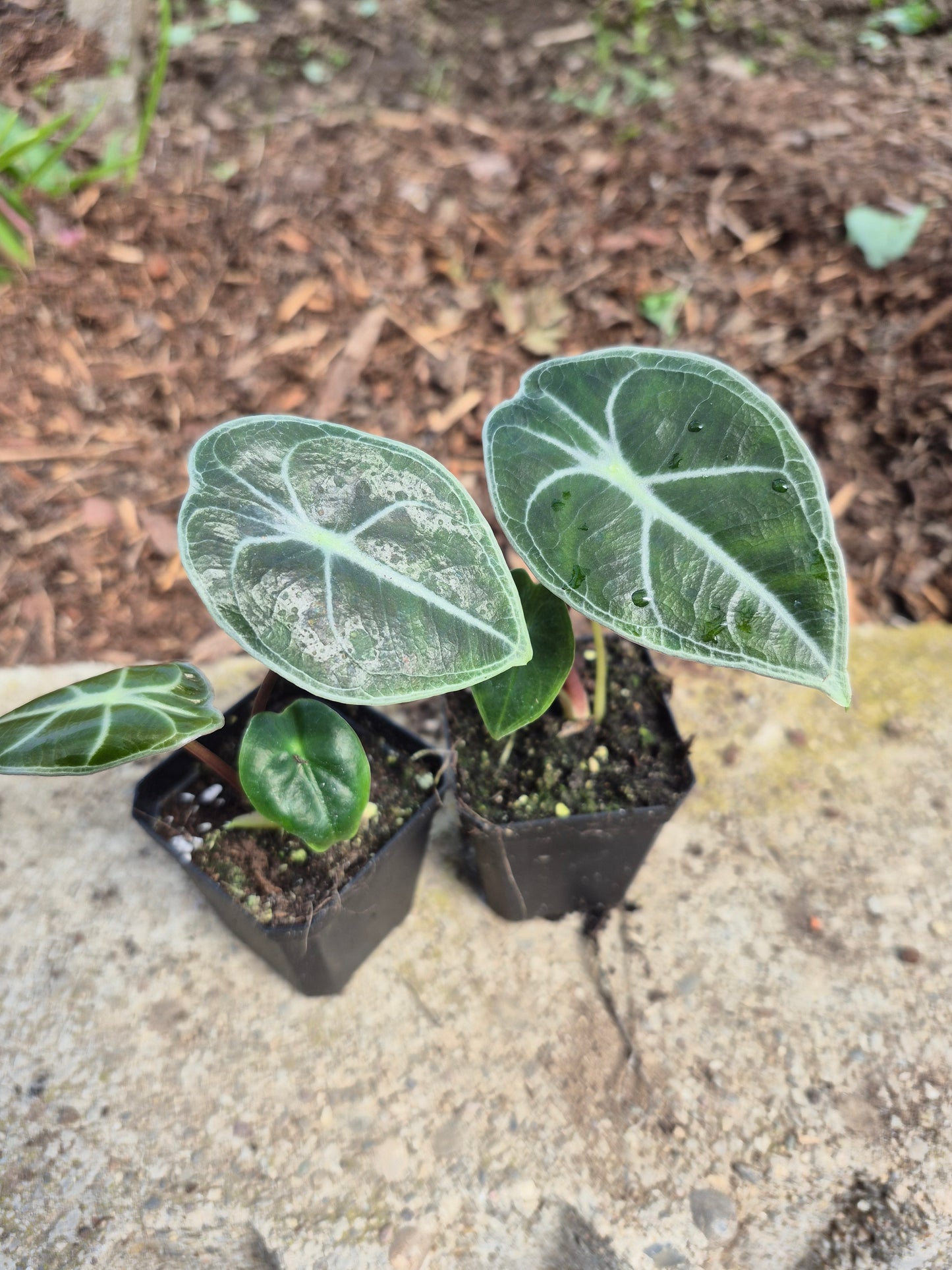 Alocasia watsoniana "Red Vein"