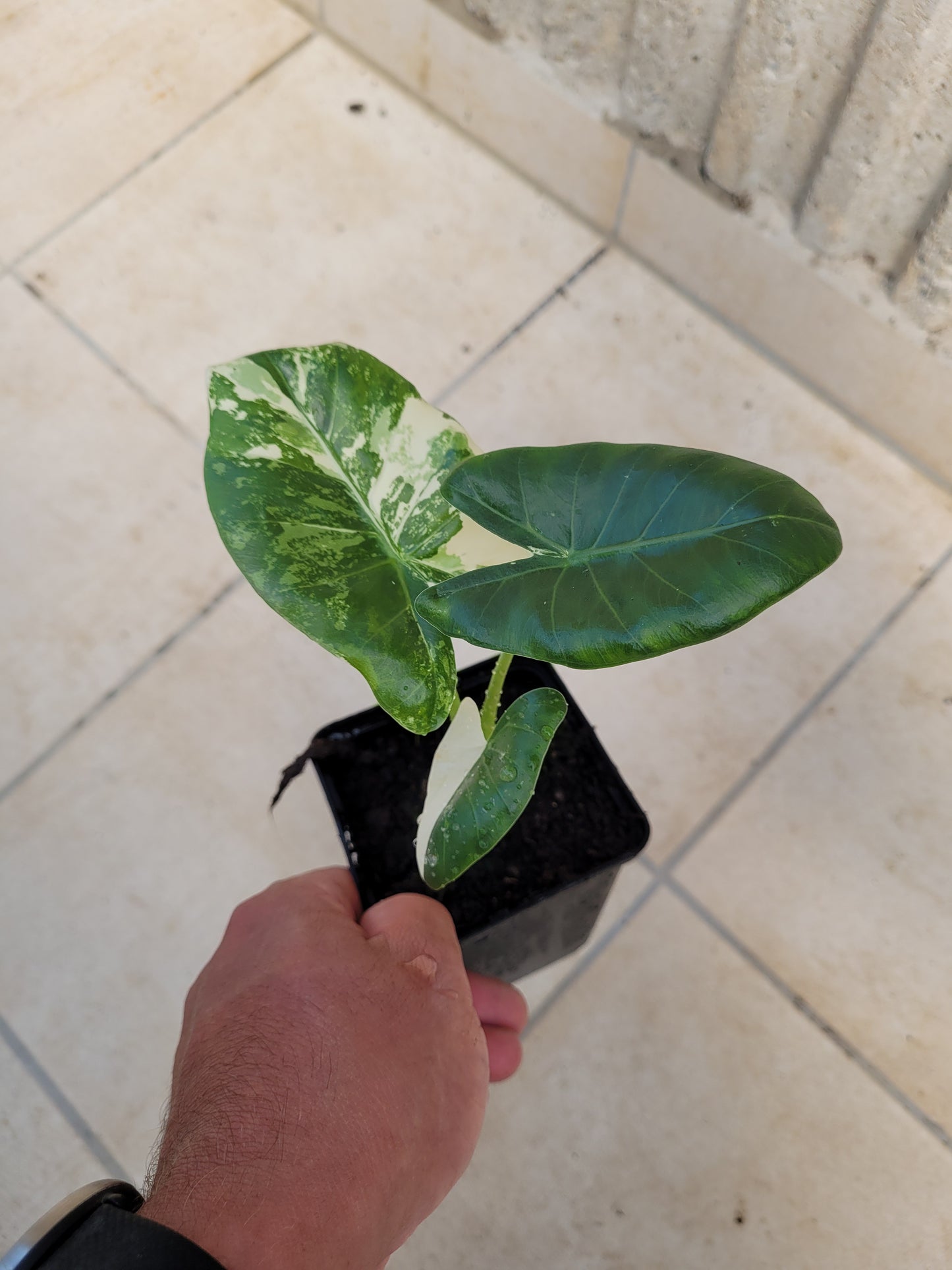 Alocasia Macrorrhizos Variegata Pflanze